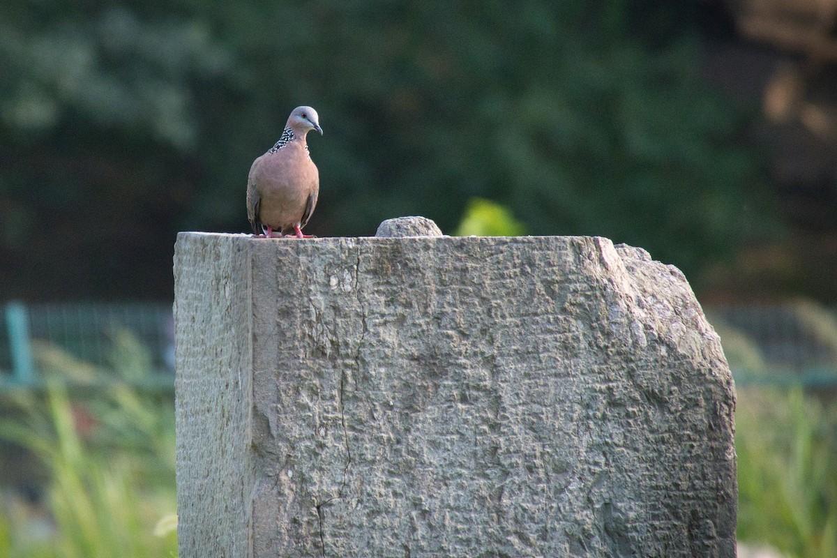 Spotted Dove - ML622082016