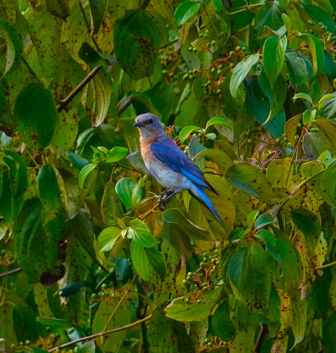 Eastern Bluebird - ML622082017