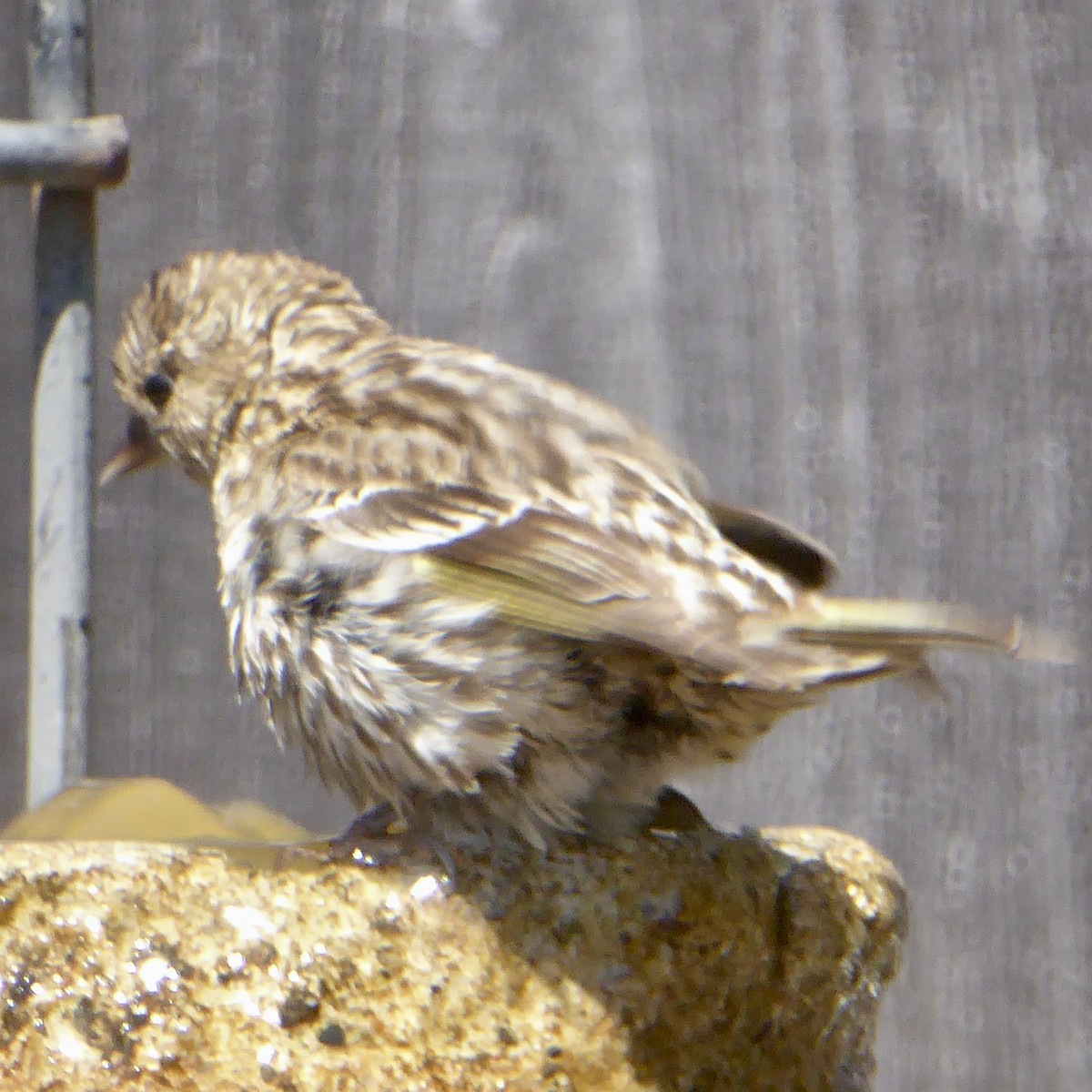 Pine Siskin - ML622082019