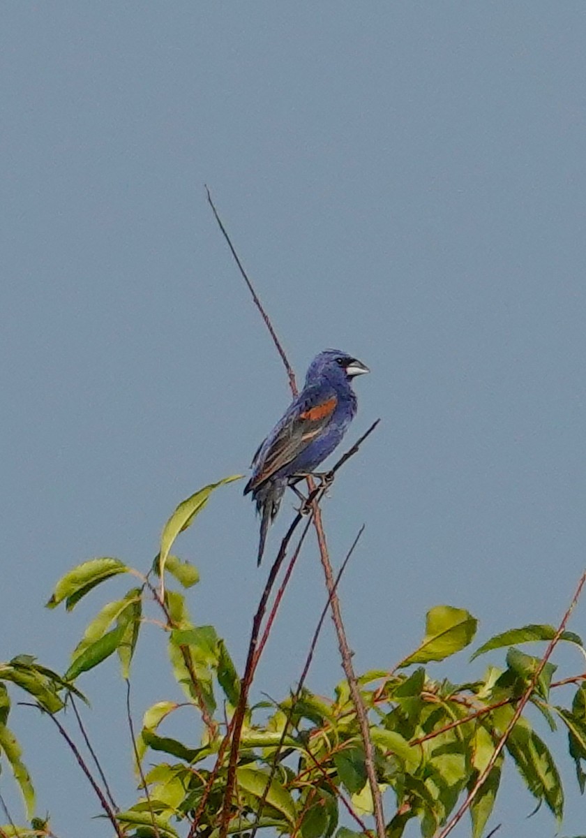 Blue Grosbeak - ML622082020