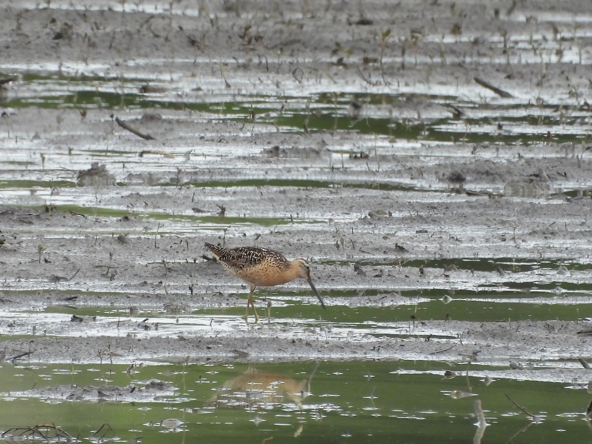 Short-billed Dowitcher - ML622082021