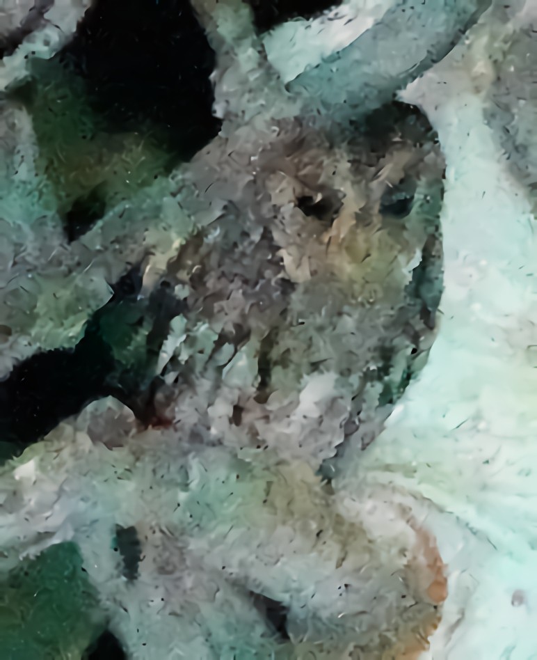 Flammulated Owl - ML622082022