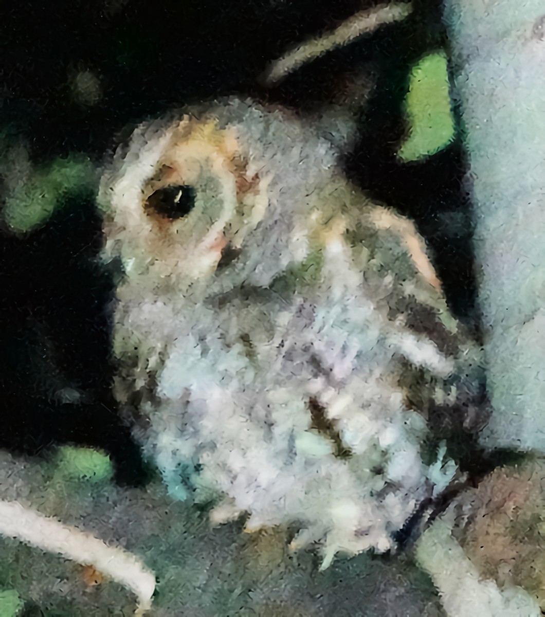 Flammulated Owl - ML622082023