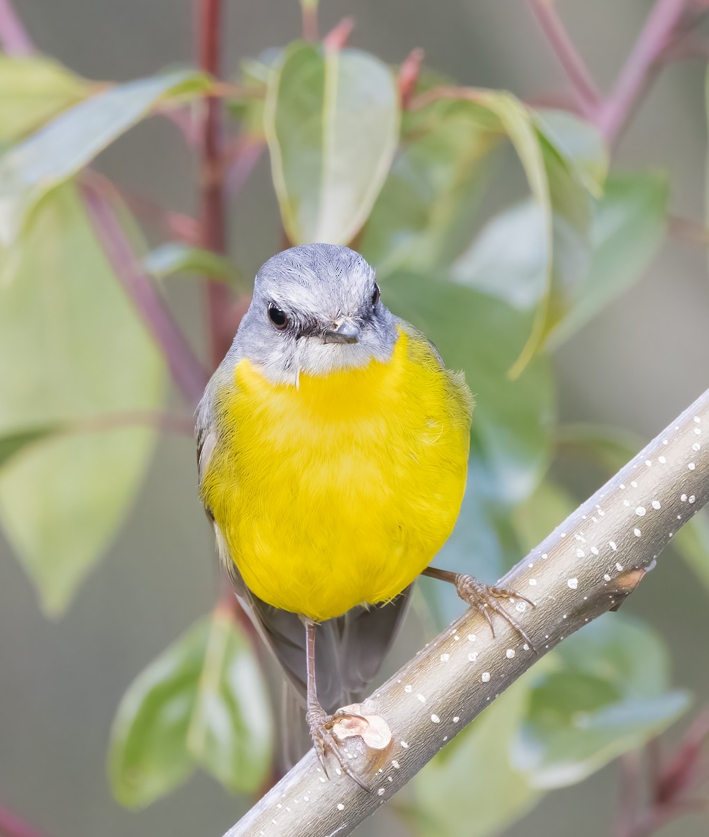 Eastern Yellow Robin - ML622082028