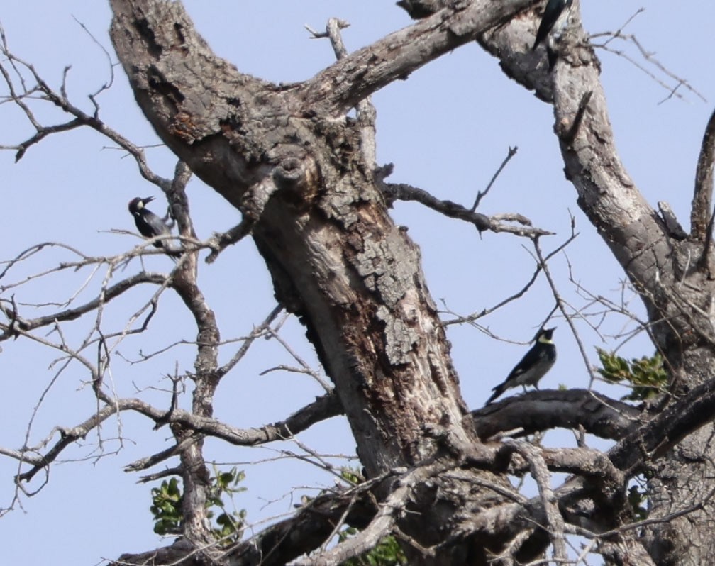 Acorn Woodpecker - ML622082029