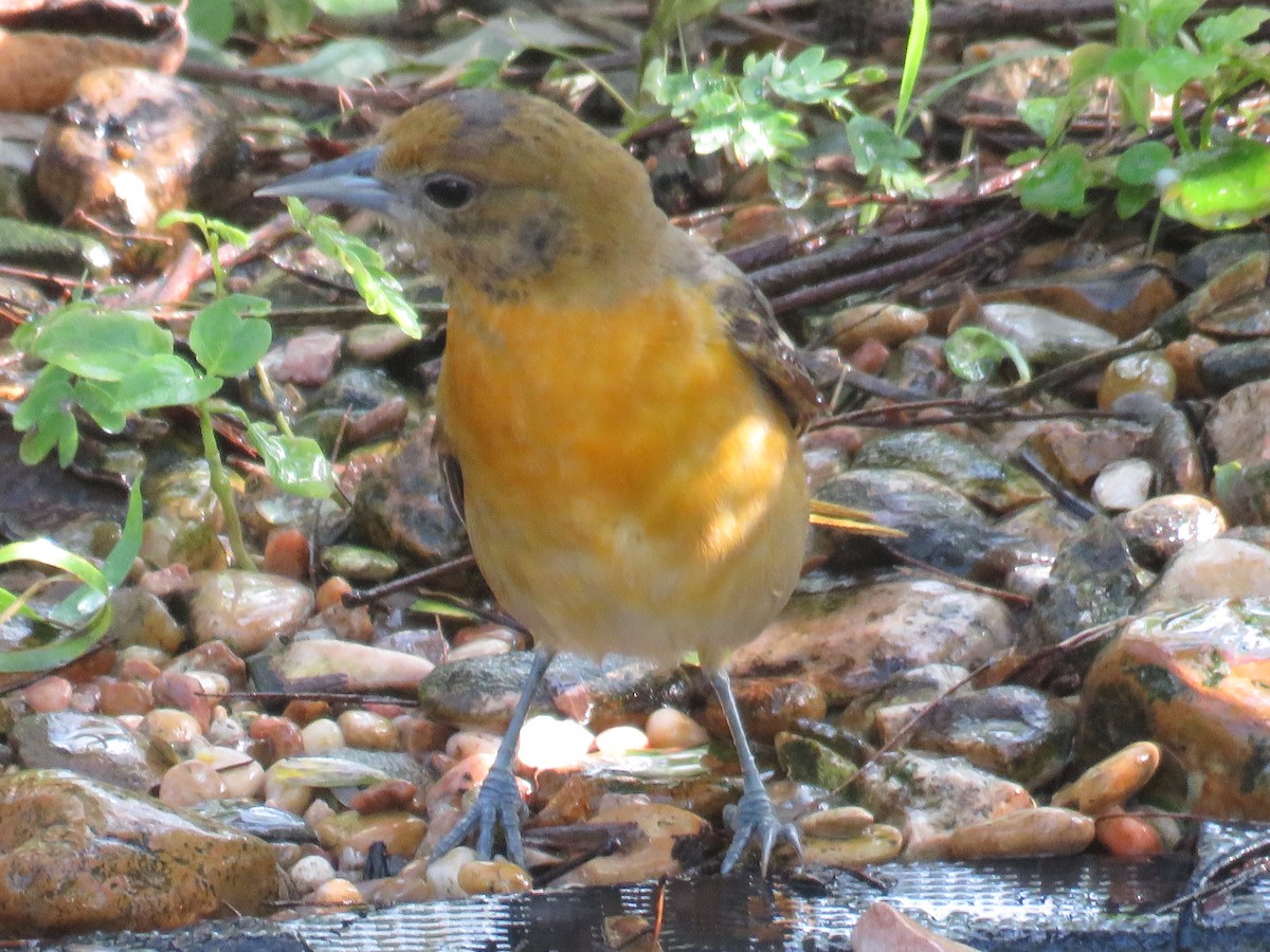 Baltimore Oriole - ML622082030