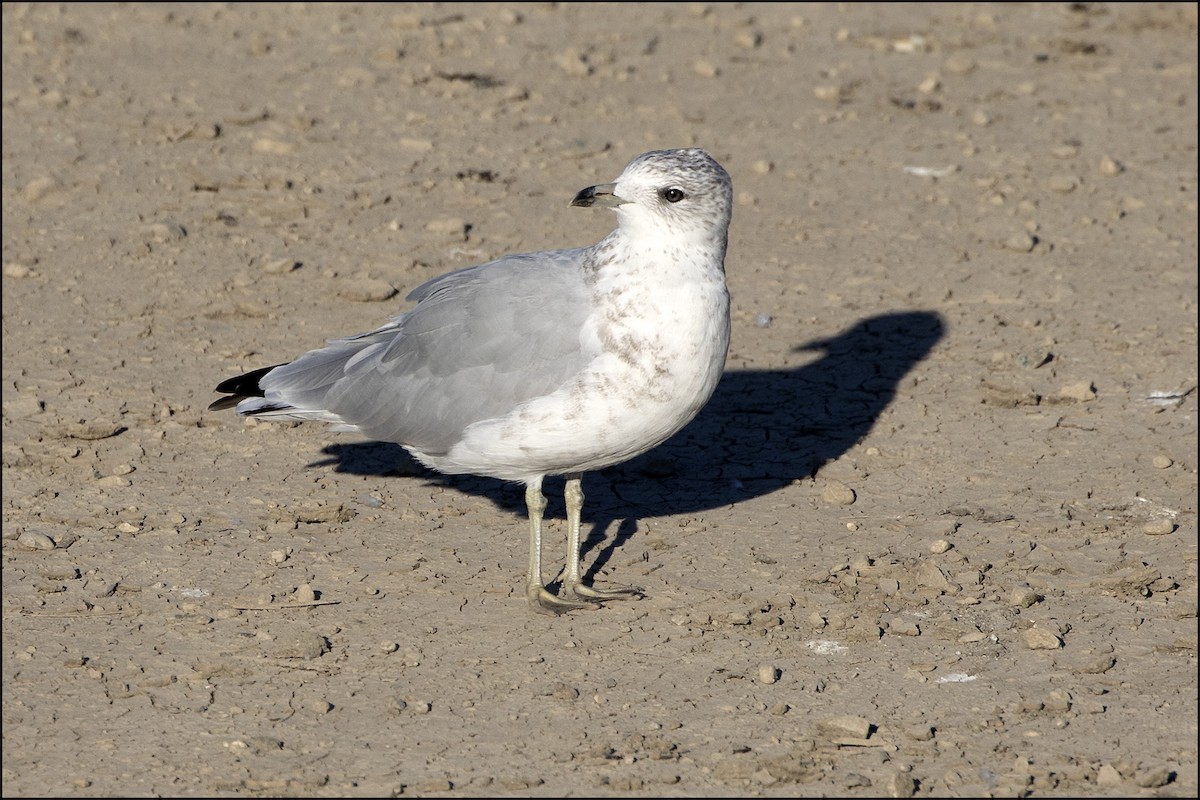 Ring-billed Gull - Judi Hwa