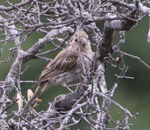 House Finch - ML622082047