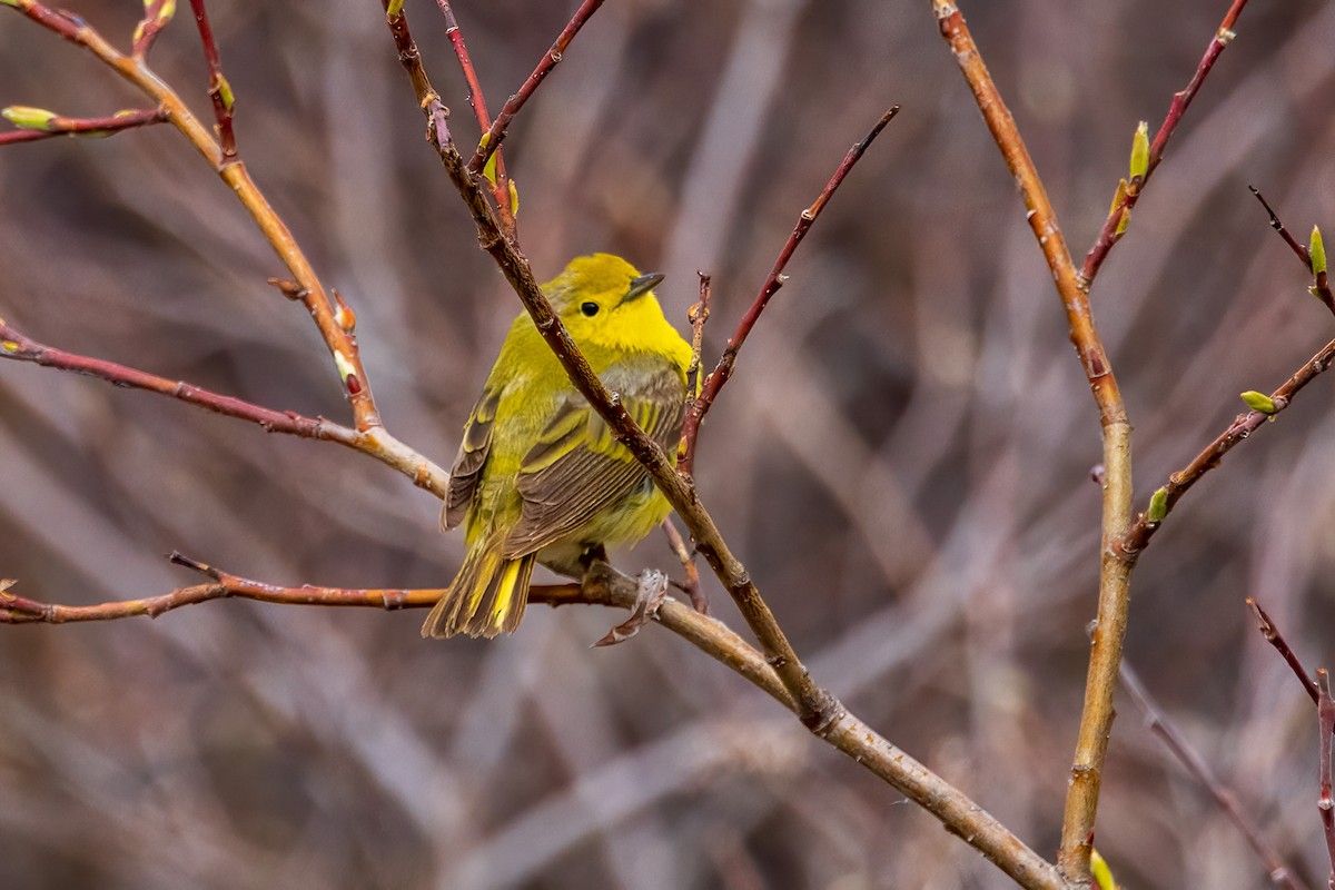 Yellow Warbler - ML622082048