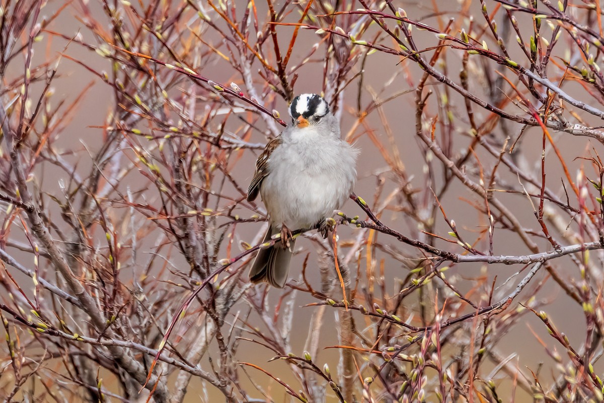 White-crowned Sparrow - ML622082050