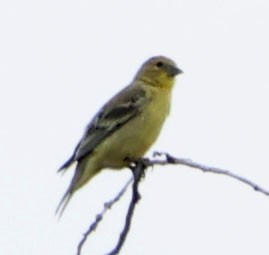 Lesser Goldfinch - ML622082051