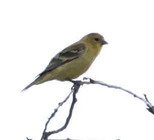 Lesser Goldfinch - ML622082052