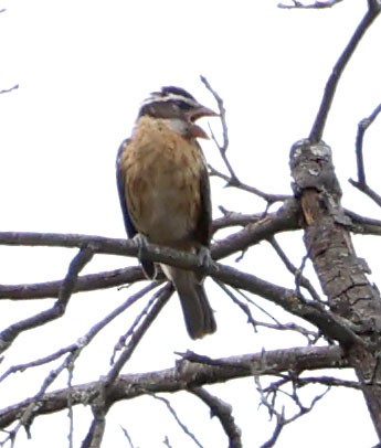 Black-headed Grosbeak - Diane Etchison