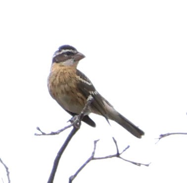 Black-headed Grosbeak - ML622082056