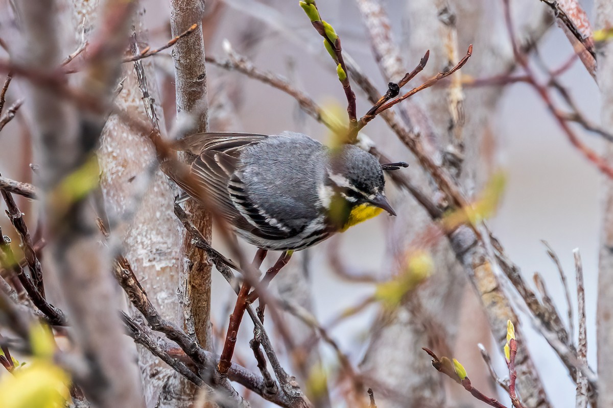 Yellow-throated Warbler - ML622082057