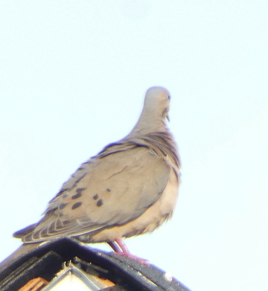 Mourning Dove - ML622082085