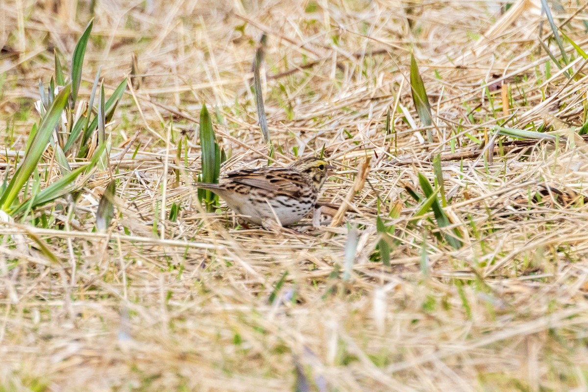 Savannah Sparrow - ML622082087