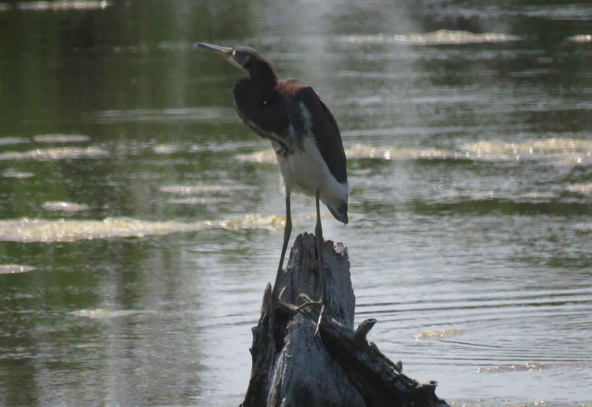 Tricolored Heron - ML622082094