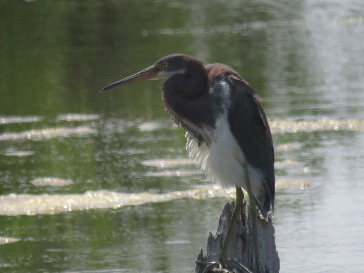 Tricolored Heron - ML622082095