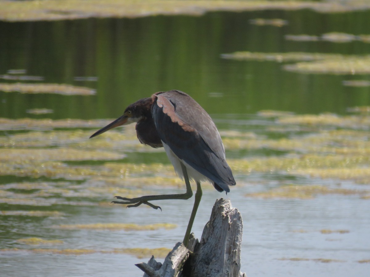 Tricolored Heron - ML622082096