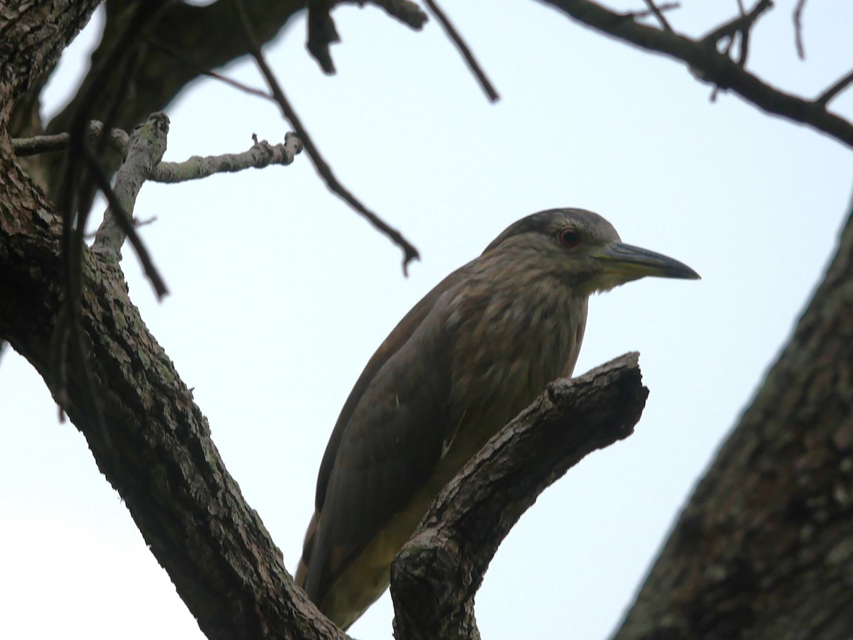 Black-crowned Night Heron - ML622082167