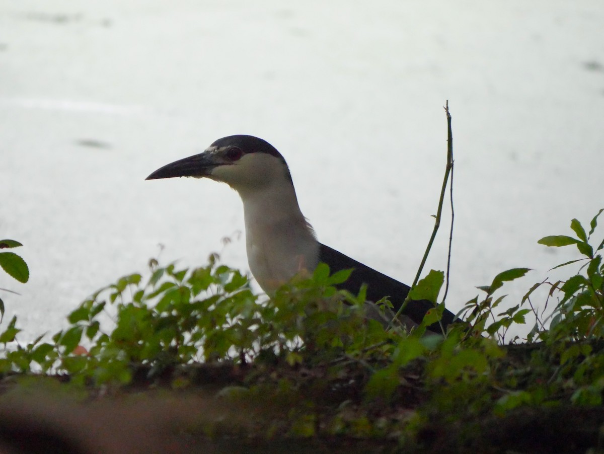 Black-crowned Night Heron - ML622082168