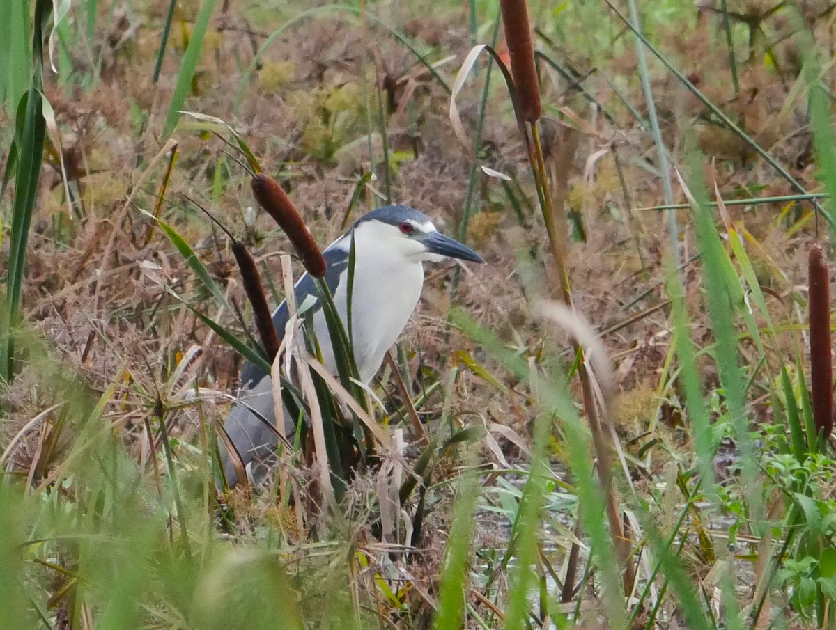 Black-crowned Night Heron - ML622082169