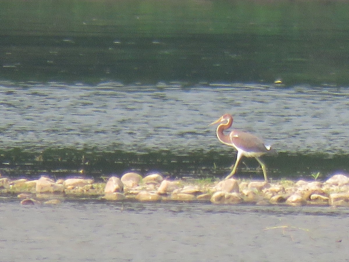 Tricolored Heron - ML622082209