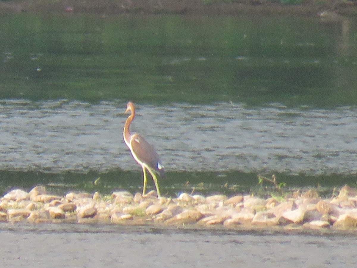 Tricolored Heron - ML622082210