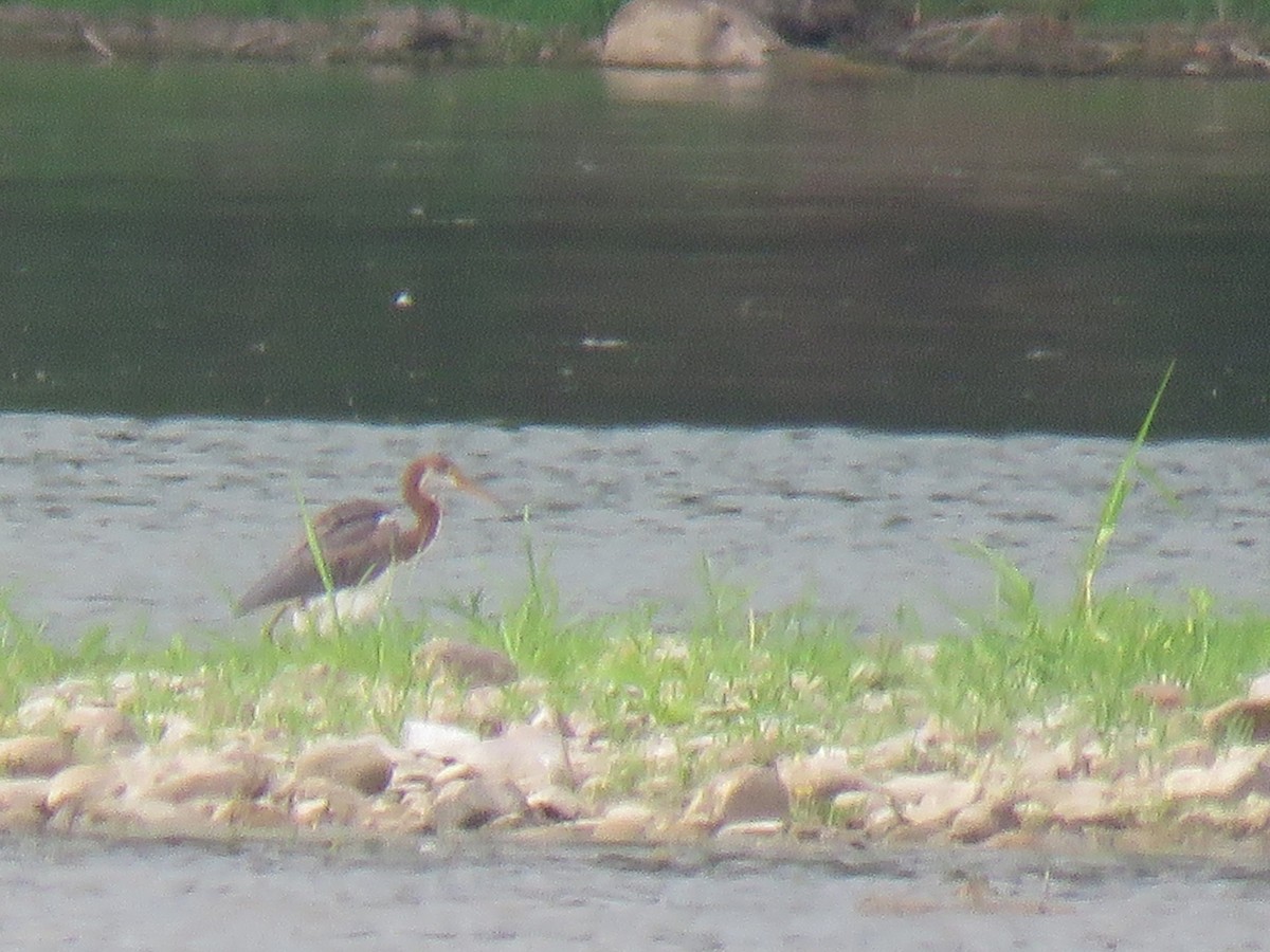 Tricolored Heron - ML622082211