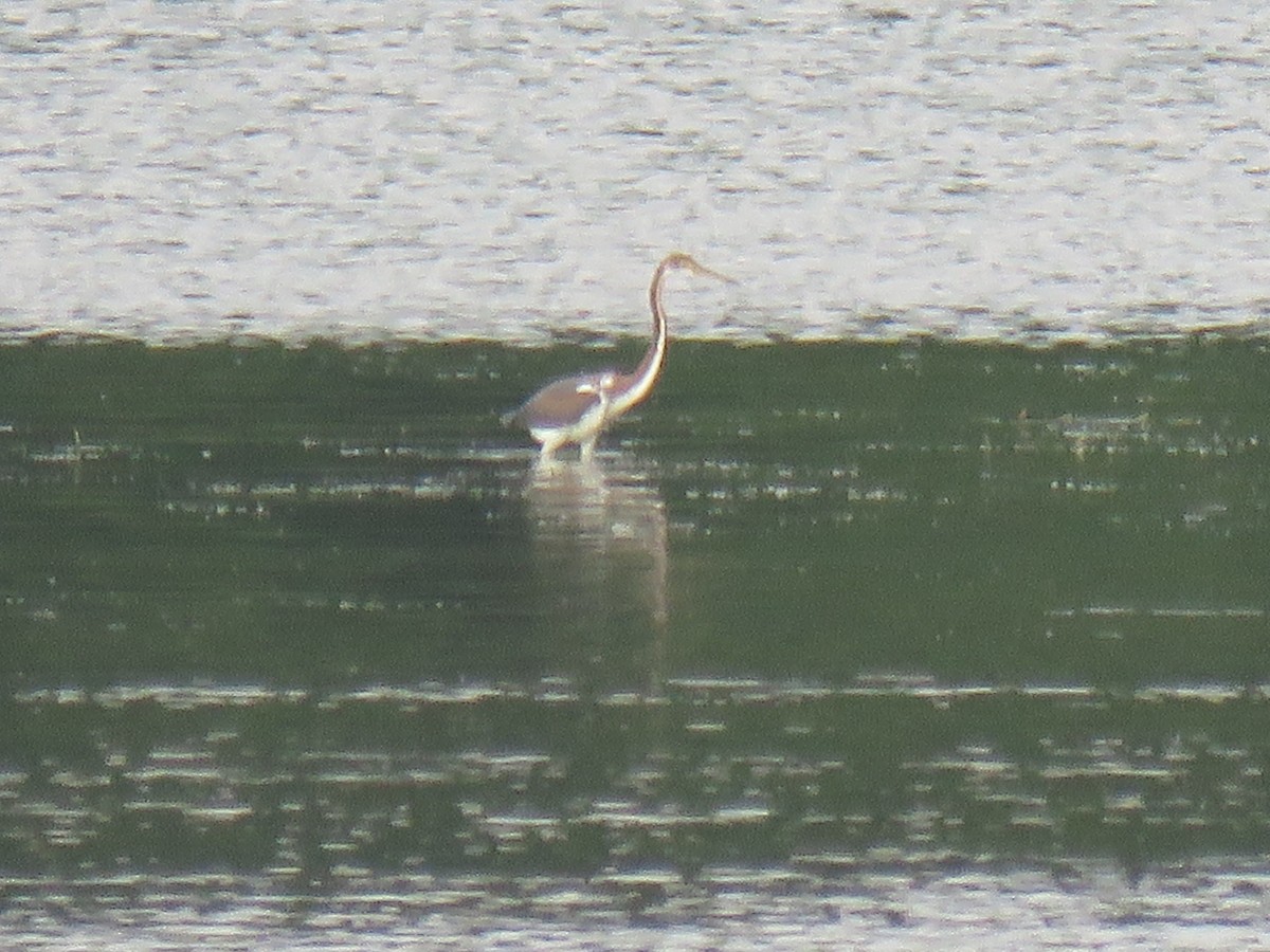 Tricolored Heron - ML622082212