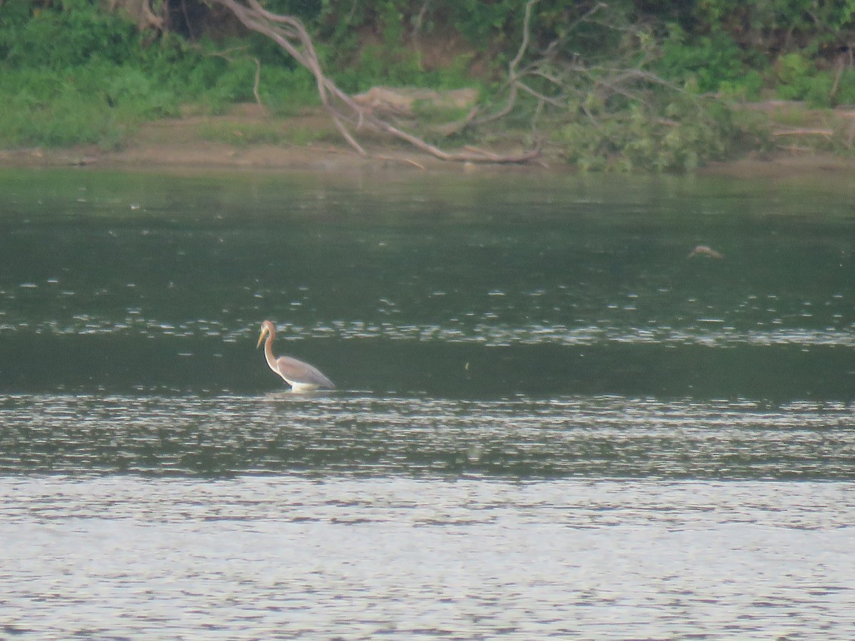 Tricolored Heron - ML622082213