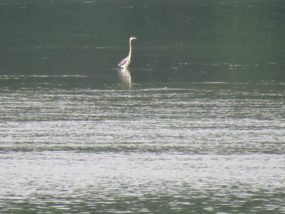 Tricolored Heron - ML622082214