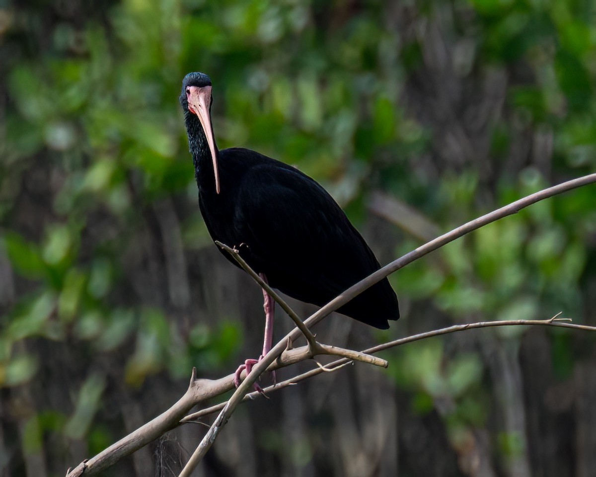 ibis tmavý - ML622082219