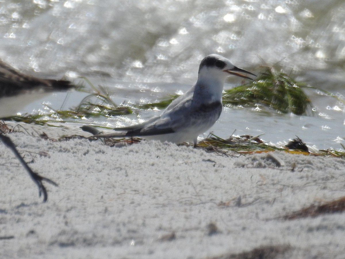 Least Tern - Wendy Meehan