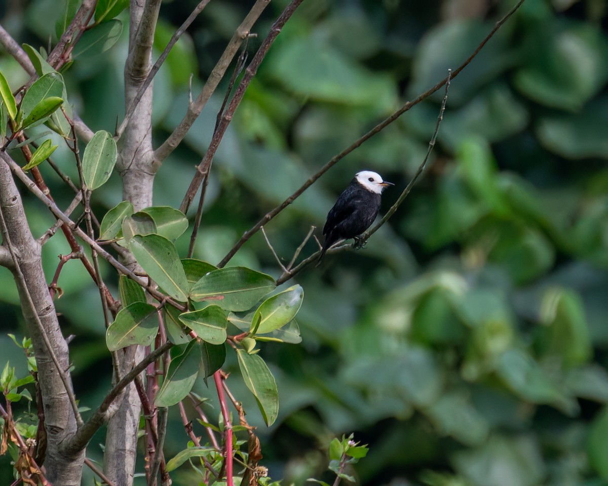 White-headed Marsh Tyrant - ML622082271