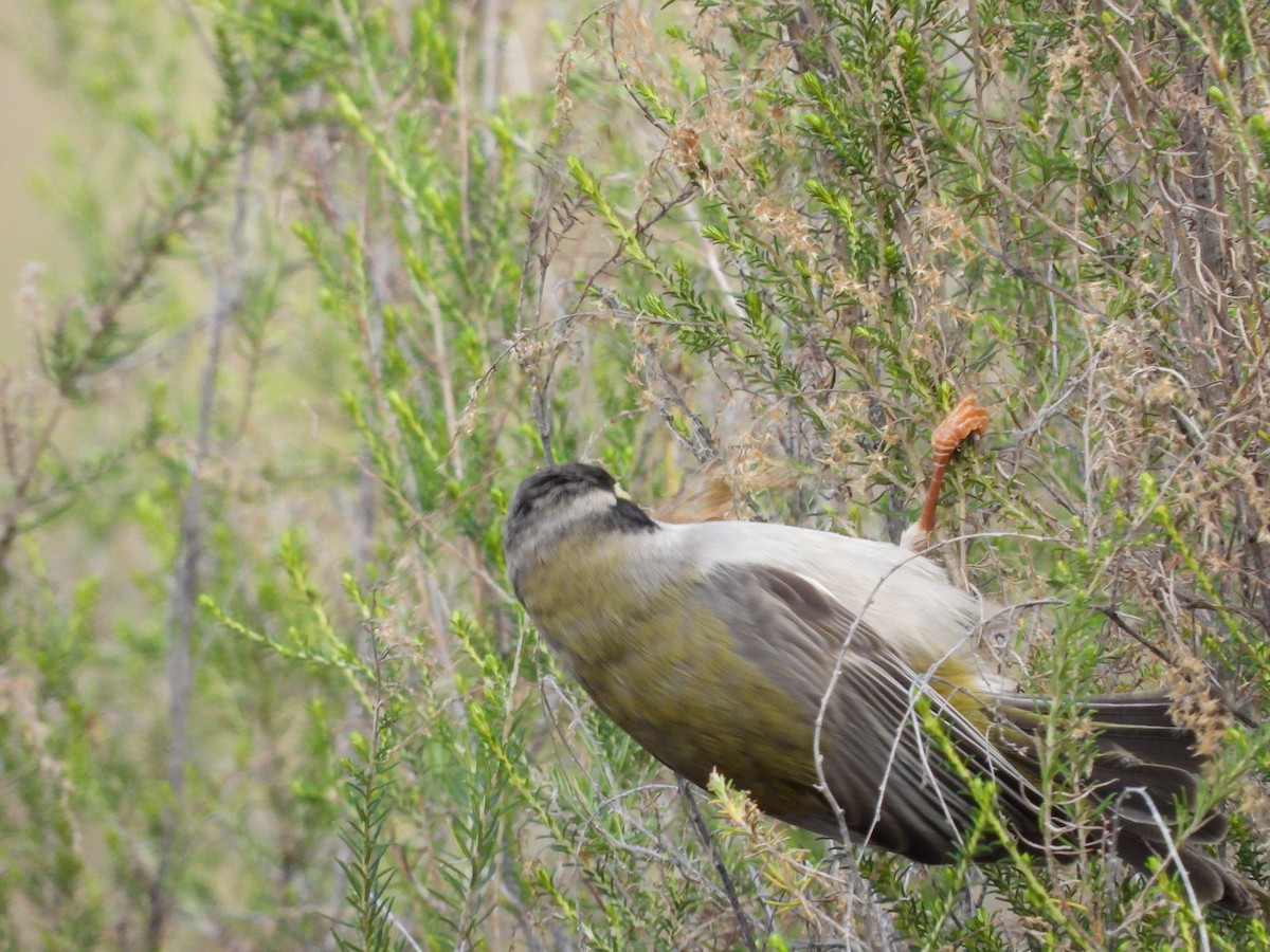 Brown-headed Honeyeater - ML622082277