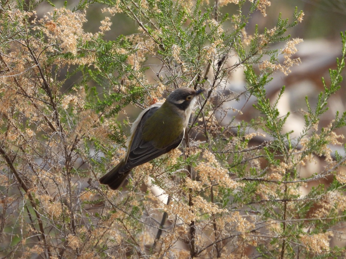 Brown-headed Honeyeater - ML622082278