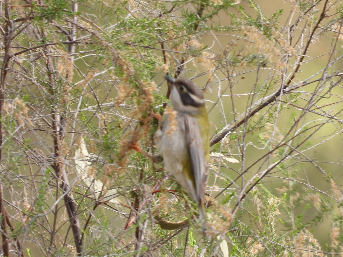 Brown-headed Honeyeater - ML622082280