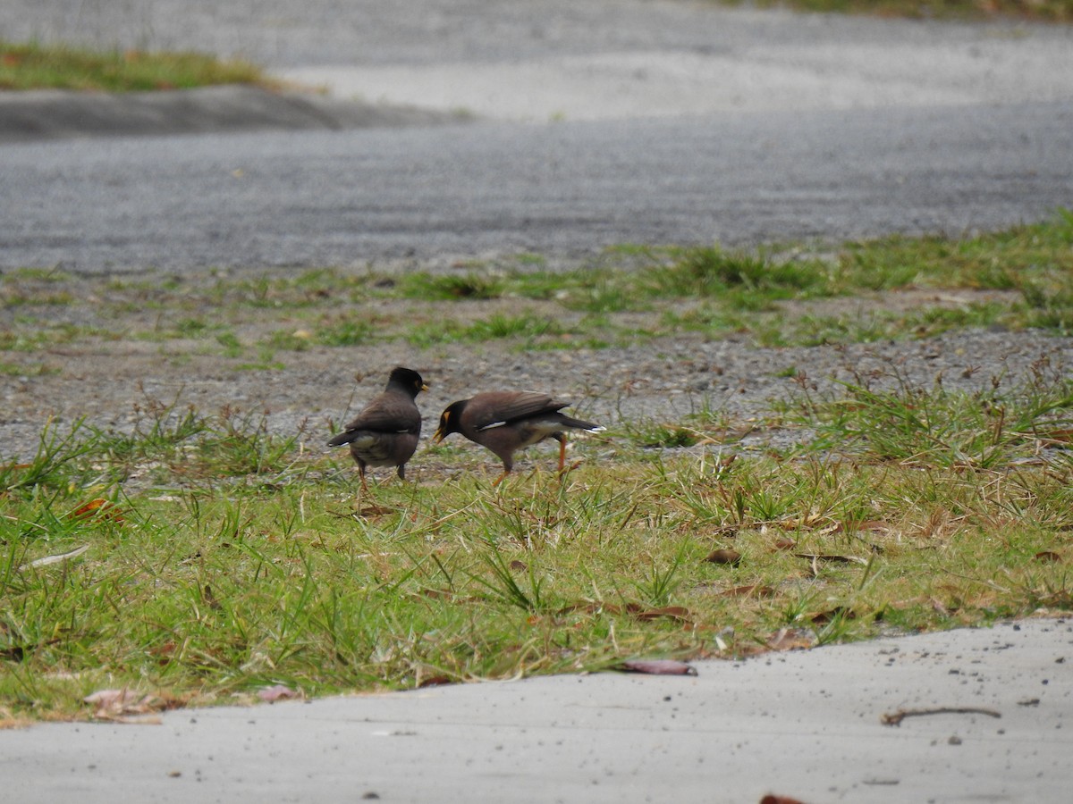 Common Myna - ML622082282