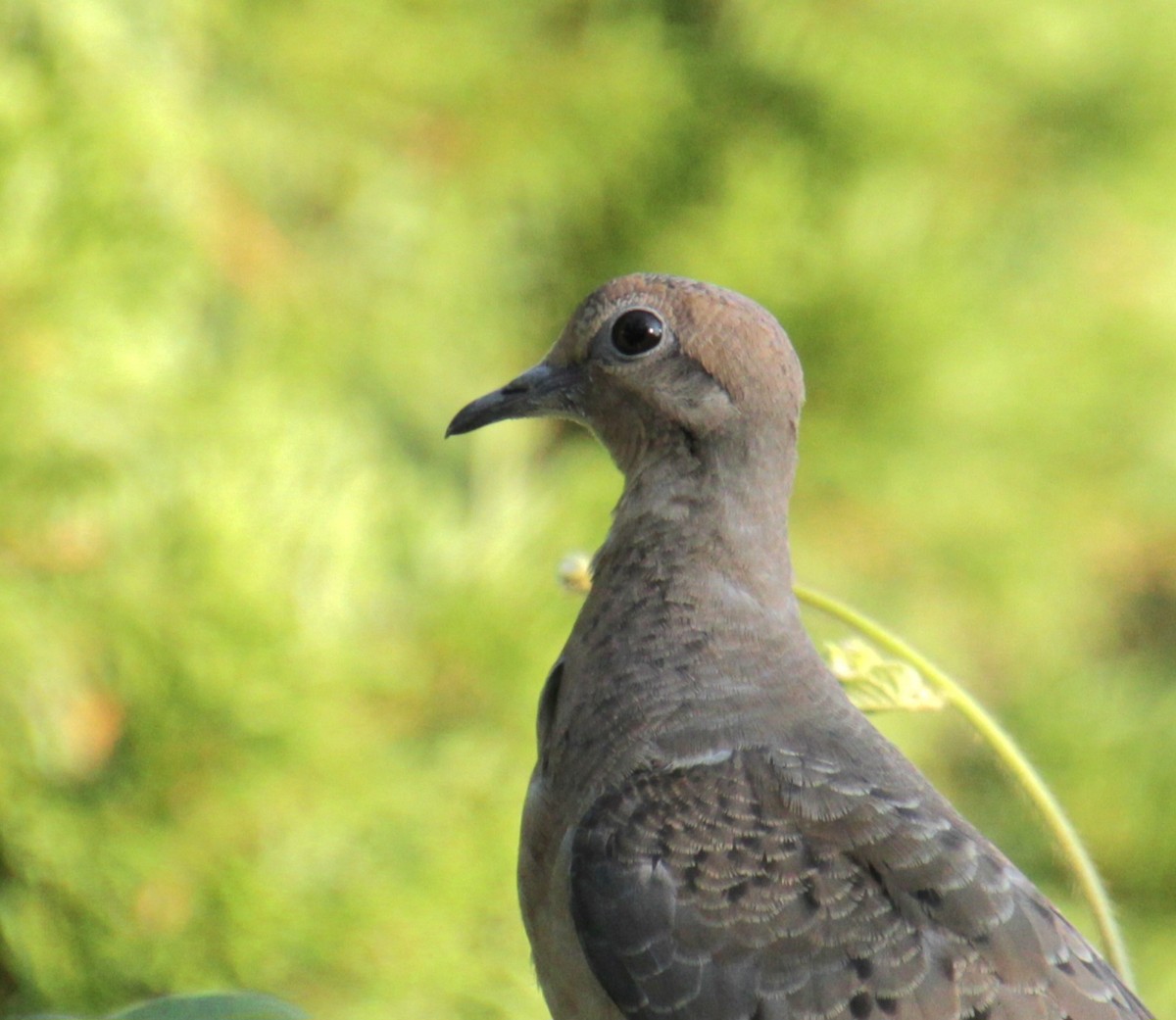 Mourning Dove - ML622082283