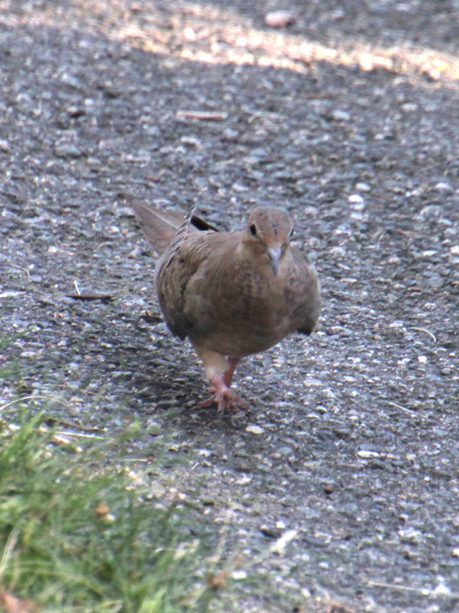 Mourning Dove - ML622082284