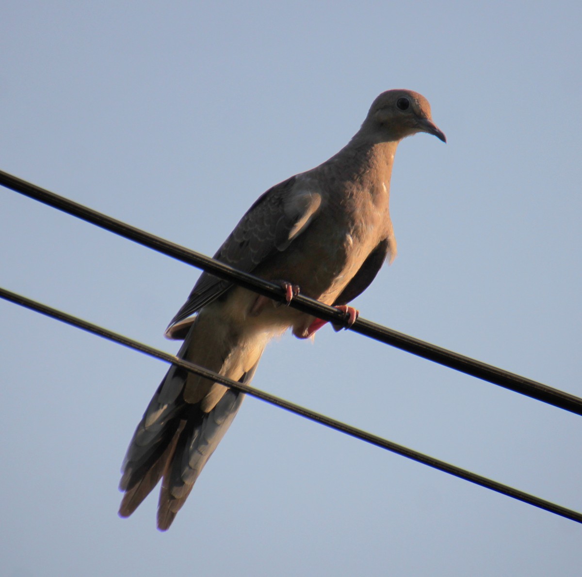 Mourning Dove - ML622082285