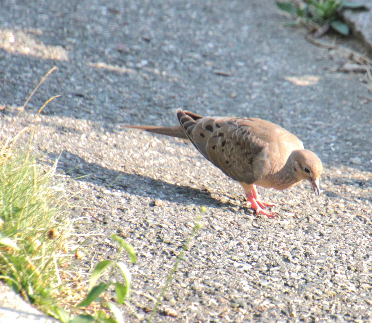 Mourning Dove - ML622082287