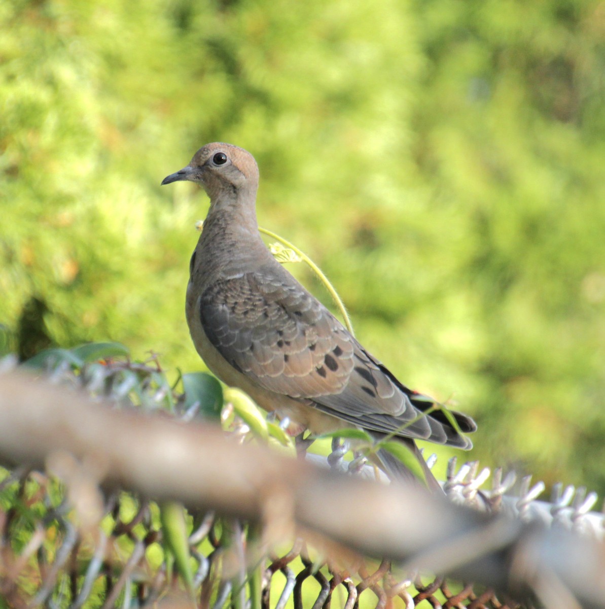 Mourning Dove - ML622082288