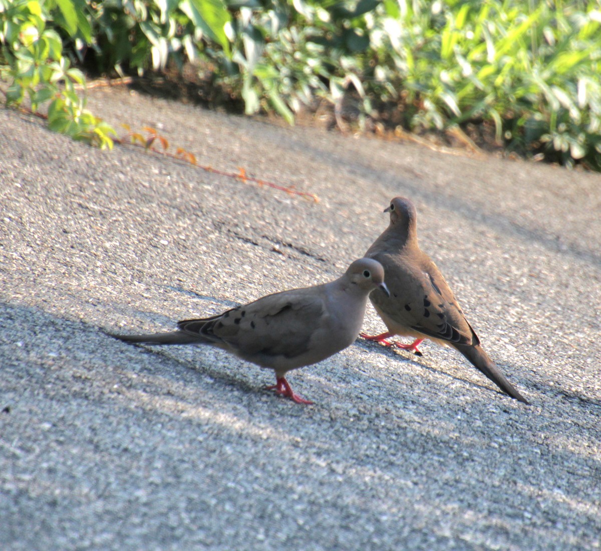 Mourning Dove - ML622082289