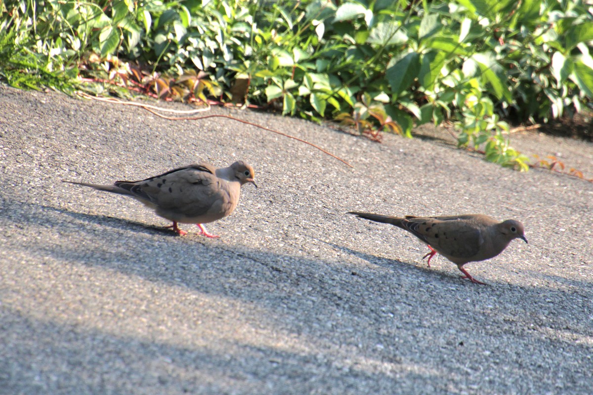 Mourning Dove - ML622082290