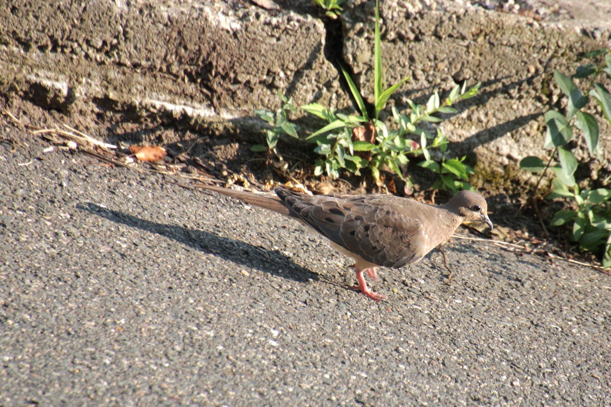 Mourning Dove - ML622082291