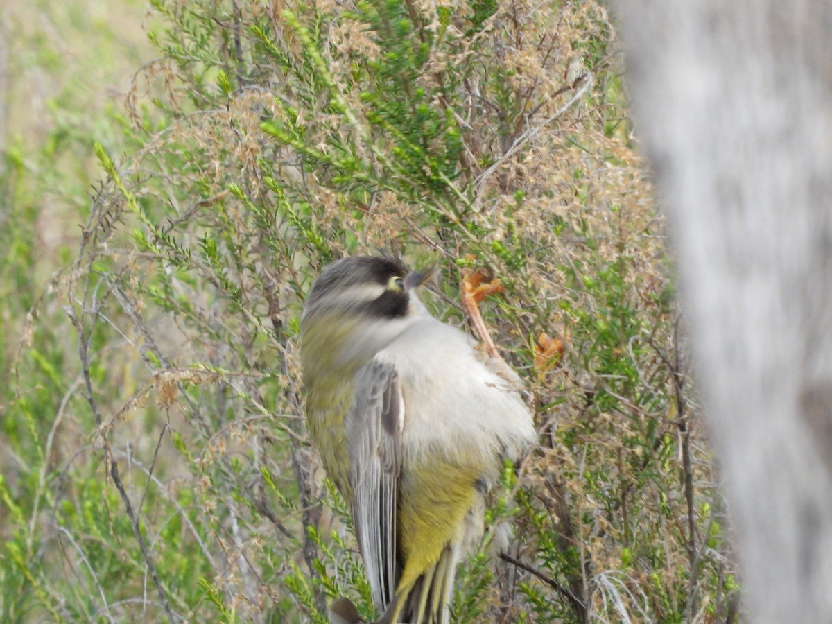 Brown-headed Honeyeater - Amara Bharathy