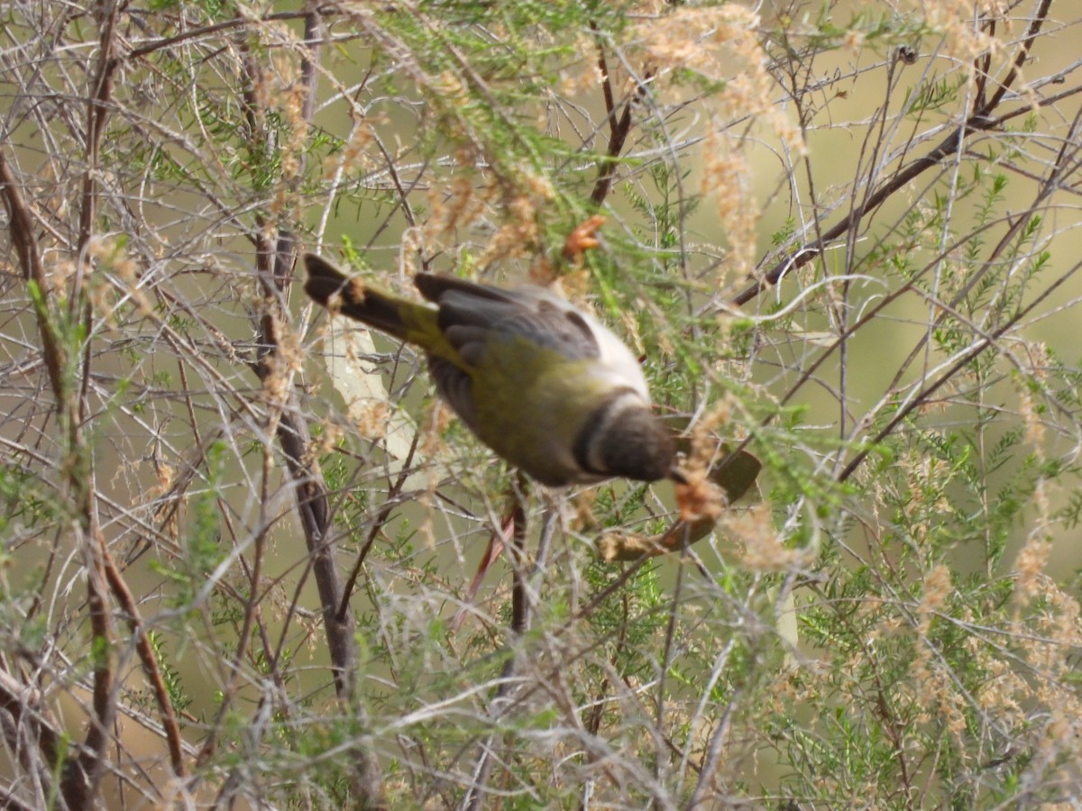 Brown-headed Honeyeater - Amara Bharathy